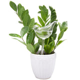 Bird Self Watering Globe | Plant | $5.68