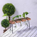 Saved Plant Terrarium With Wooden Stand | $20.60